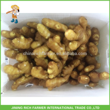 Fresh Ginger Exporter Chinese Ginger 250g jusqu&#39;à 13.6kg boîte en PVC aux États-Unis